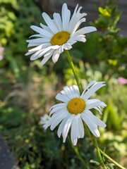 daisies in a field