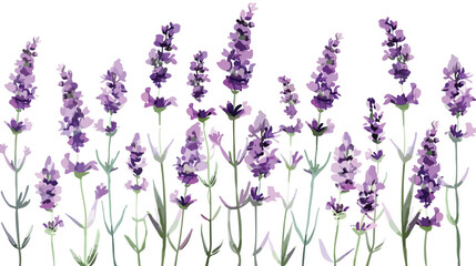 Beautiful lavender flowers on white background Vector