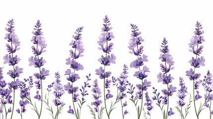 Beautiful lavender flowers on white background Vector