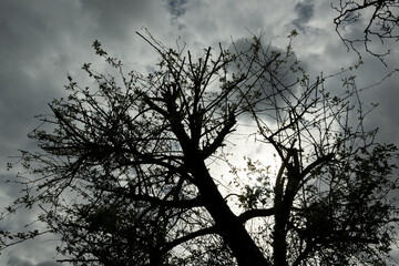 Baum himmel