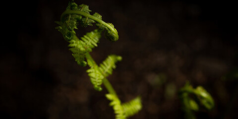 fiddle head fern  on dark background