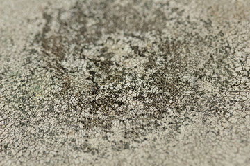 Lichen  texture and background.  Abstract texture and background