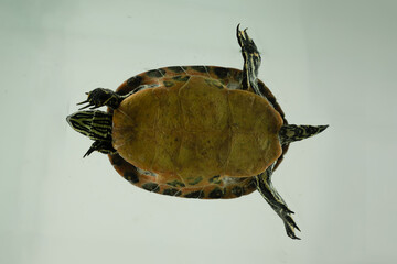 perspektive schildkröte froschperspektive tier schwimmen wasser