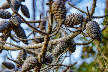 Closeup of pine cones of a maritime pine in the Tombolo forest of Cecina Tuscany Italy