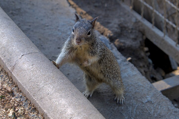 Ground squirrel leaning on a curb stone