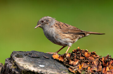 Dunnock on a branch