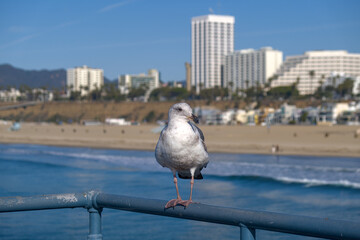 Seagull seating on a guard rail with beaach and buildings in background