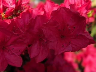 red hibiscus flower