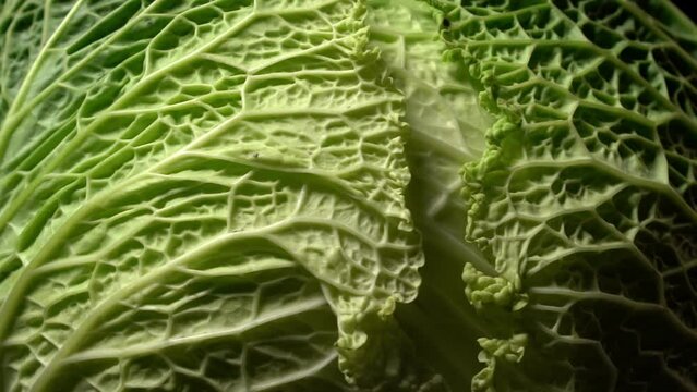 Closeup of a  head of fresh savoy cabbage rotates against a black background, side lighting highlighting the texture of the leaves