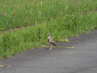 八尾空港の道路に立つケリ