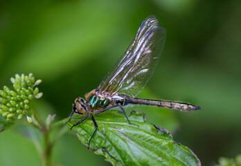 downey emerald dragonfly on a branch
