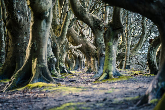 M&auml;rchenwald Nonnevitz, Ostsee Insel R&uuml;gen, Wittow