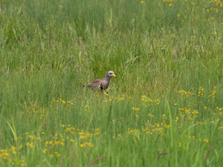 八尾空港の空地に住むケリ