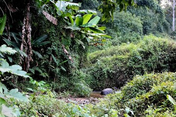 Fototapeta premium Tranquil Stream Meandering Through Verdant Forest