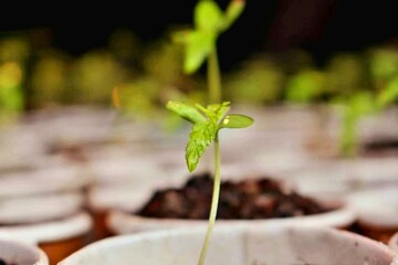 Young plants growing in paper cups