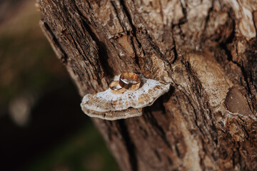Wedding rings on a tree. Two gold wedding rings.