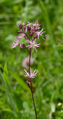(Lychnis flos-cuculi) Lychnide ou silène fleur de Coucou ou œillet des prés aux fleurs en bouquets à pétales rose pourpré en forme de lanière découpées au sommet de tige pourpre  
