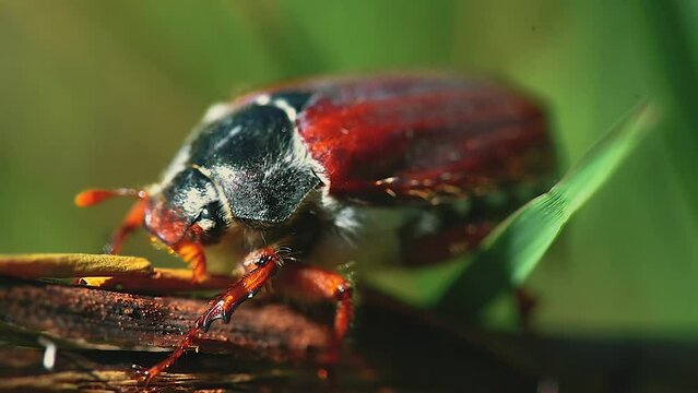 European cockchafer beetle on a leaf macro close-up footage