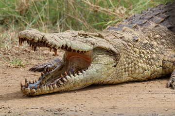 nile crocodile