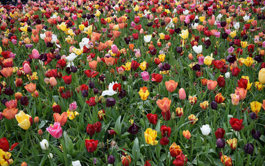 Field with beautiful multicolored tulips