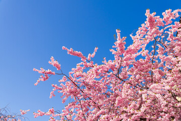 Pink cherry blossom, with blue sky, copy space. Prunus accolade flowers. Spring, bright sunlight. 