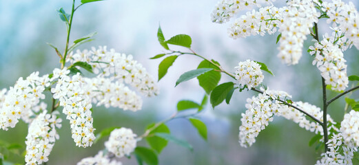 spring background. blossoming wild cherry tree in spring season. beautiful white bird cherry...