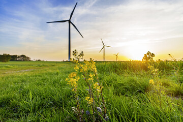 wind turbines in the rapeseedfield