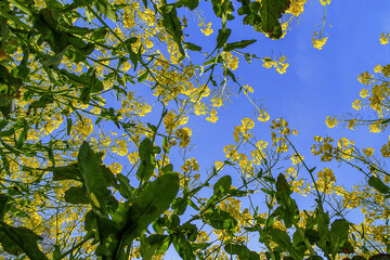 field of yellow rapeseed against blue sky
