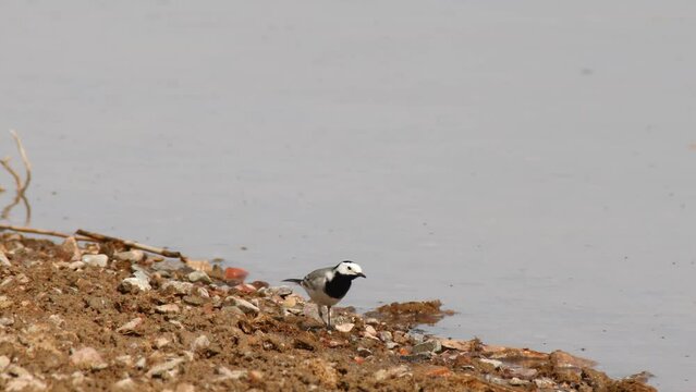 Mesmerizing tracking shot of the masked wagtail (Motacilla personata) as it elegantly walks along the riverbank, dry summer heat. Watch closely as it delicately picks and eats its nourishment.