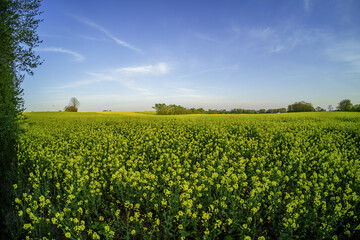 rapeseedfield and blue sky with clouds