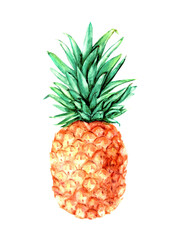 Hand drawn watercolor pineapple fruit illustration.