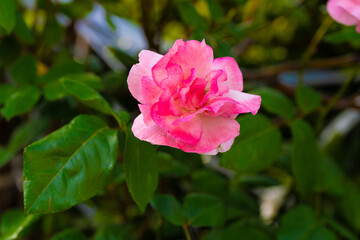 Fototapeta premium 薔薇