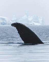 Tail of the whale in the ocean of antarctica