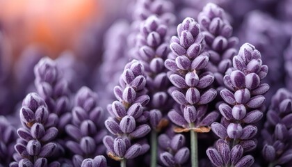 closeup of lavender flowers and buds , generated by AI