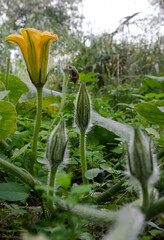vertical closeup shot of beautiful blooming flowers in a forest, high atlas morocco 