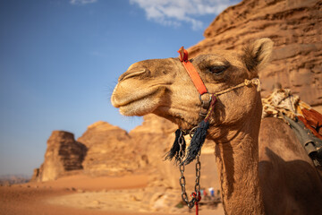 Close Up Headshot of Dromedary Camel in Wadi Rum in Jordan. Portrait of Camelus Dromedarius during Sunny Day in Middle East. - obrazy, fototapety, plakaty