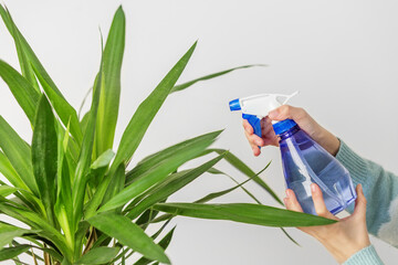 Watering Indoor Plant with Spray Bottle. Copy space.