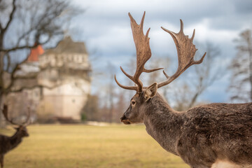 European Fallow Deer with Blatna Castle in Czech Republic. Portrait of Ruminant Mammal with Antlers...