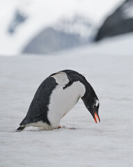 Antarctica penguin standing on the snow and ice and bending down