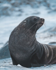 seal on in antarctica