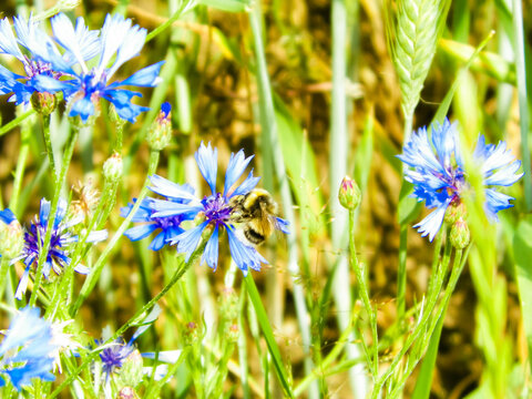 Close up of bumblebee on iris flower.