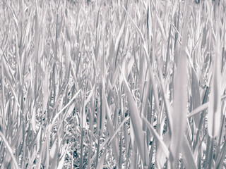 Close up of green grass as nature background.