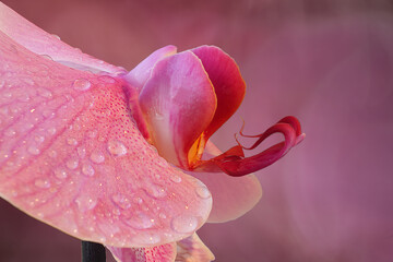 Profilo orchidea © giovanni