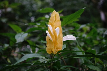 Pachystachys lutea.