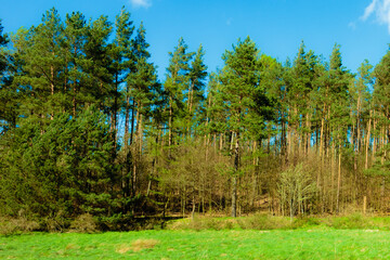 Wild, green meadow in forest. Kashubia Poland.