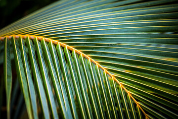 lush green tropical vegetation background