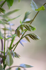 Fiori di primavera in un giardino di casa durante il mese di aprile.