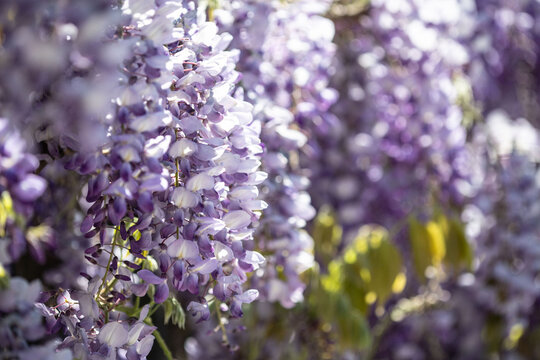 La Glicine fiorita durante mese di aprile in Ticino