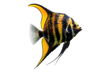 Angelfish isolated on transparent background
