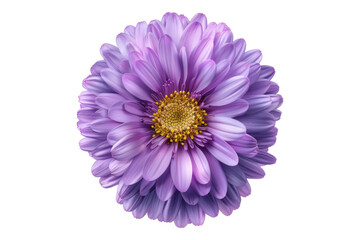 Aster flower isolated on transparent background